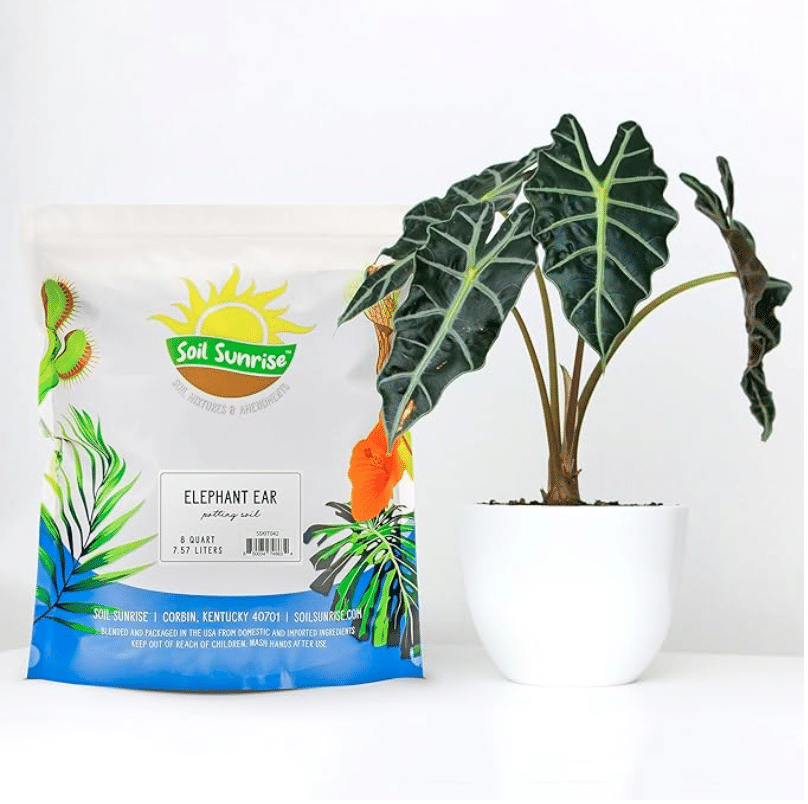 Alocasia potting mix with alocasia plant pictured in front of the packet of soil